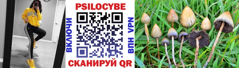 Галлюциногенные грибы Psilocybe блэк спрут рабочий сайт Новороссийск